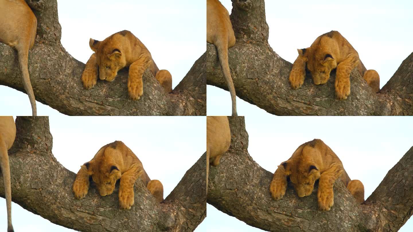雌性动物在树枝上的慢镜头。雌狮站在树上，顶着天空。它们在塞伦盖蒂国家公园。
