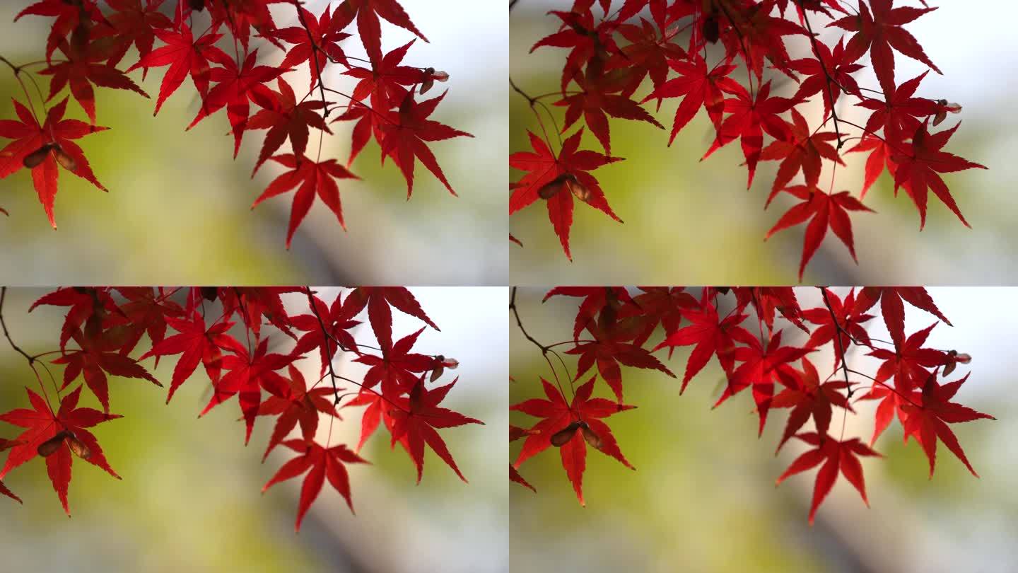 秋天红色枫叶摇晃视频片段空镜