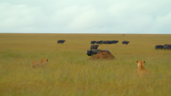 慢镜头的狮子和水牛在景观。野生动物都在国家保护区。塞伦盖蒂国家公园的大自然。