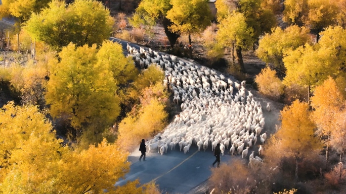 放牧归家的羊群 原创4K