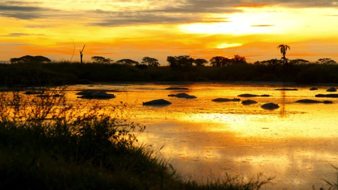 在池塘里的河马映衬着橙色的天空。日落时分，野生动物园里的动物。塞伦盖蒂国家公园的景色。