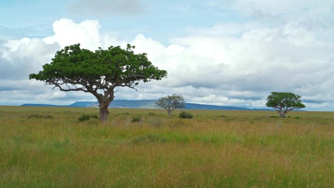 在坦桑尼亚的草地上，树木的宁静景象