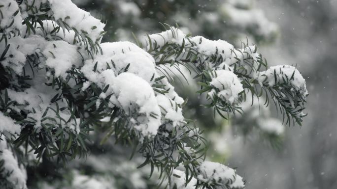 冬天下雪雪景慢动作唯美高速镜头