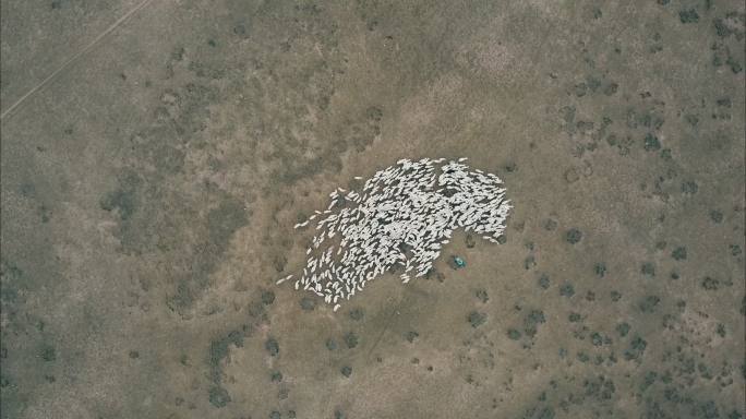 内蒙古草原牧民绵羊群大远景俯拍