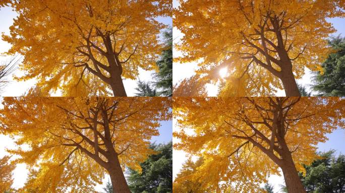 秋天的银杏树银杏