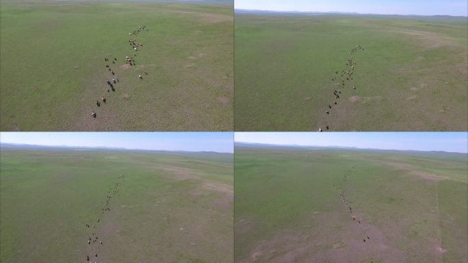 内蒙古草原牛群大远景航拍