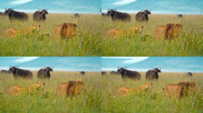 狮子和母狮在草地上散步的慢动作镜头。自然保护区的一群水牛。塞伦盖蒂国家公园里有野生动物。