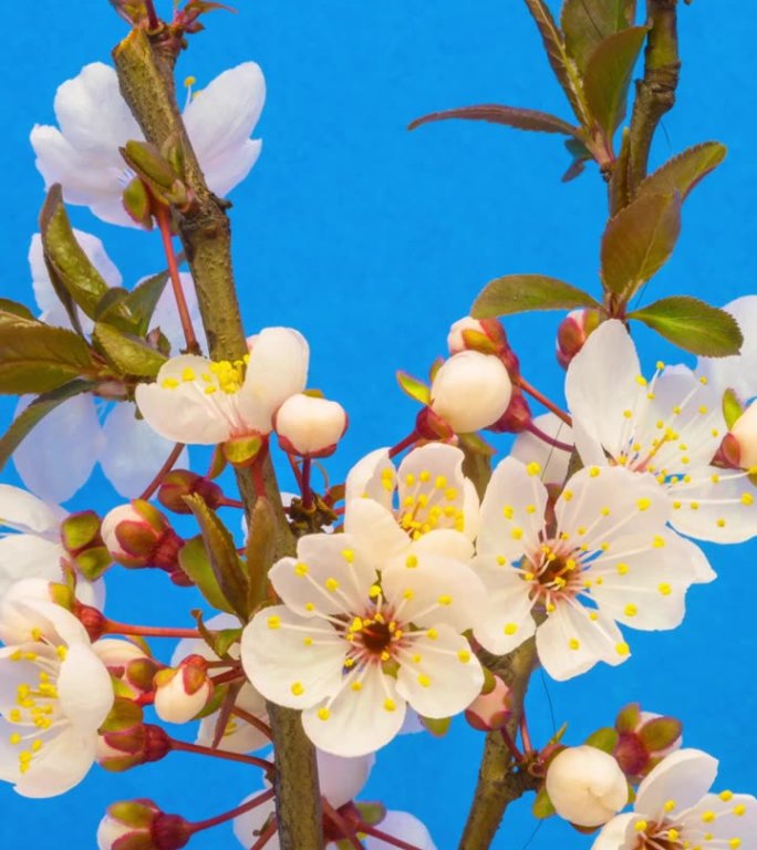 4k垂直延时，在蓝色背景上，一棵梅树开花并生长。梅花盛开的粉红色小花。