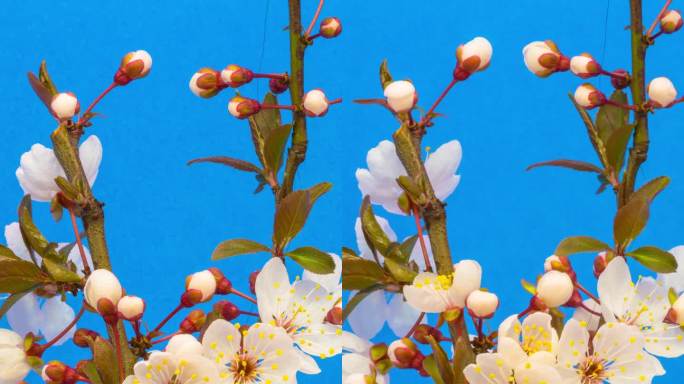 4k垂直延时，在蓝色背景上，一棵梅树开花并生长。梅花盛开的粉红色小花。