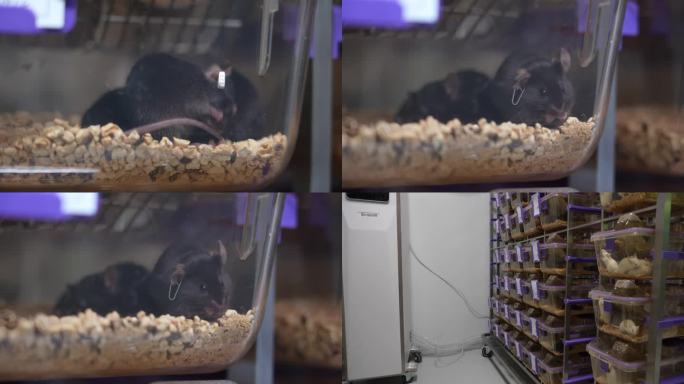 实验室小黑鼠养殖画面