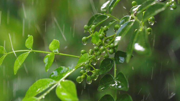 雨中的花椒树