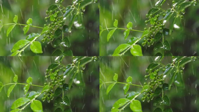 雨中的花椒树