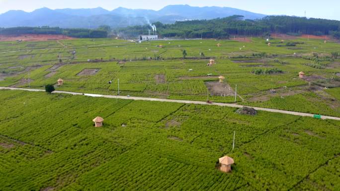 广西横县茉莉花基地