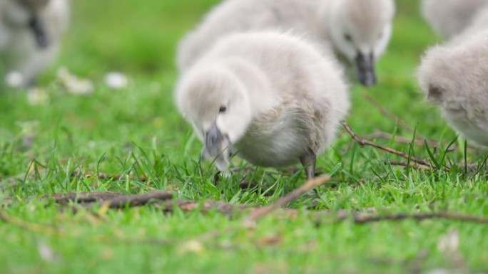 可爱的小天鹅宝宝在城市公园的绿草地上吃草