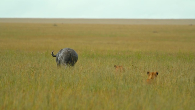 狮子跟在水牛后面跑的慢镜头。野生动物园的动物都在野生动物保护区。塞伦盖蒂国家公园的风景。狩猎模式。动