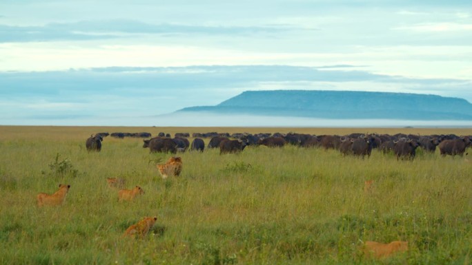 在塞伦盖蒂国家公园，野牛群与狮子家族对峙。动物狩猎。狮子准备捕猎。