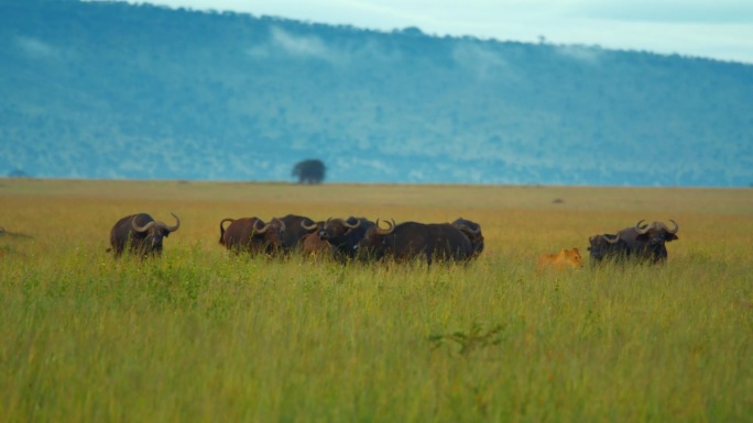 在塞伦盖蒂国家公园，母狮SLO MO面对一群水牛的威胁
