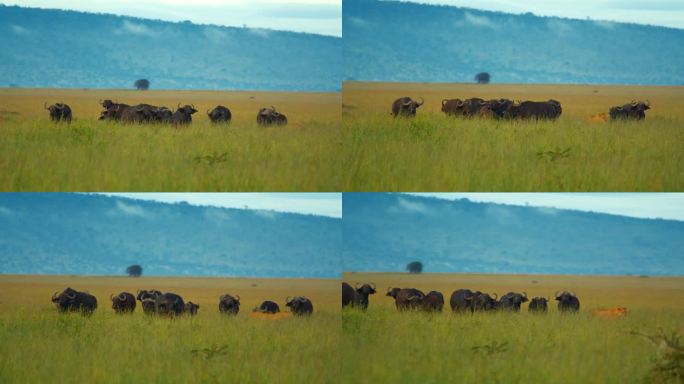 在塞伦盖蒂国家公园，母狮SLO MO面对一群水牛的威胁
