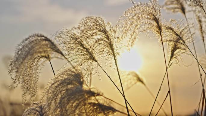 秋冬芦苇荡 芦苇 芦花