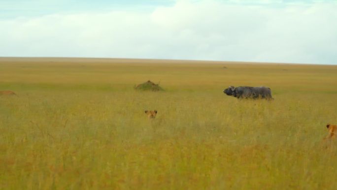 天空下草地上水牛和狮子的慢镜头。野生动物园的动物都在野生动物保护区。塞伦盖蒂国家公园的风景。