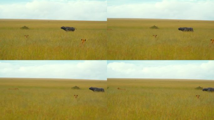 天空下草地上水牛和狮子的慢镜头。野生动物园的动物都在野生动物保护区。塞伦盖蒂国家公园的风景。