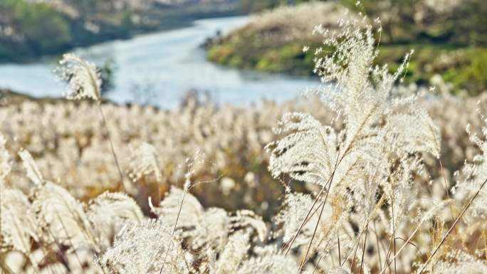 【合集】秋冬芦苇荡 夕阳芦苇