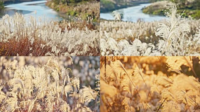 【合集】秋冬芦苇荡 夕阳芦苇