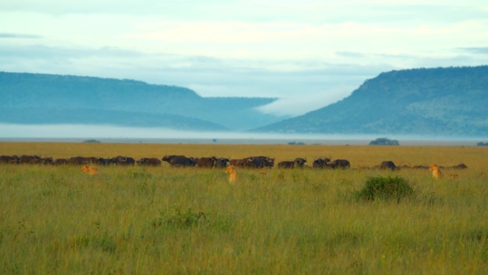 慢镜头的狮子和水牛在景观。野生动物在荒野地区。塞伦盖蒂国家公园的野生动物。