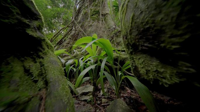 海南五指山热带雨林国家森林公园4k