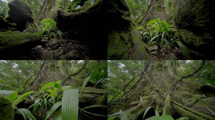 海南五指山热带雨林国家森林公园4k