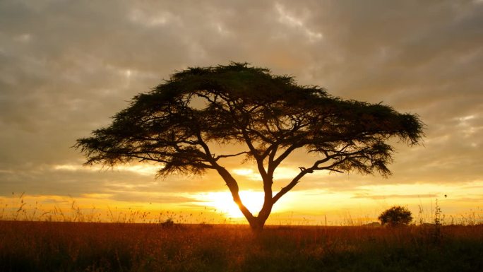 跟踪拍摄自然保护区的一棵大树。多云的天空衬托下的风景。日落时分的塞伦盖蒂国家公园。