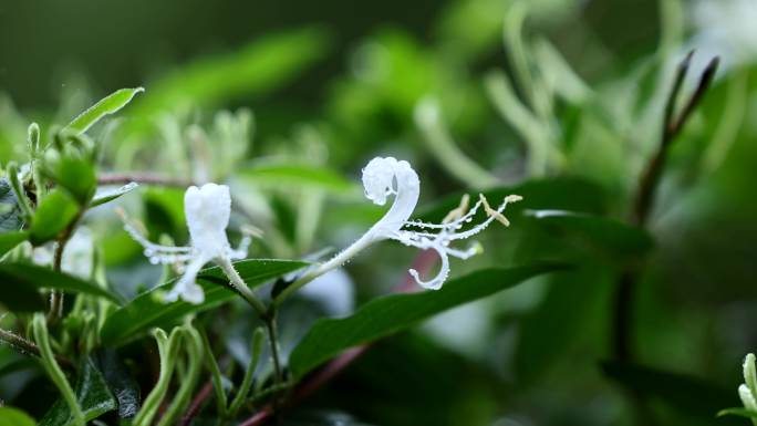 野生金银花 中药材