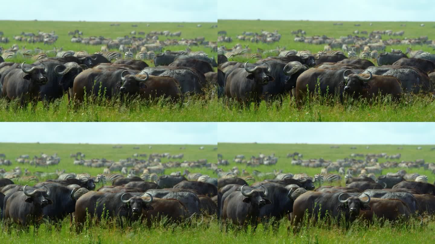 田野上水牛和斑马的慢镜头。在阳光明媚的日子里，野生动物在国家自然保护区。塞伦盖蒂国家公园的野生动物。