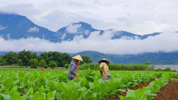 清晨云雾缭绕山脚下农田里除草的雪茄烟烟农