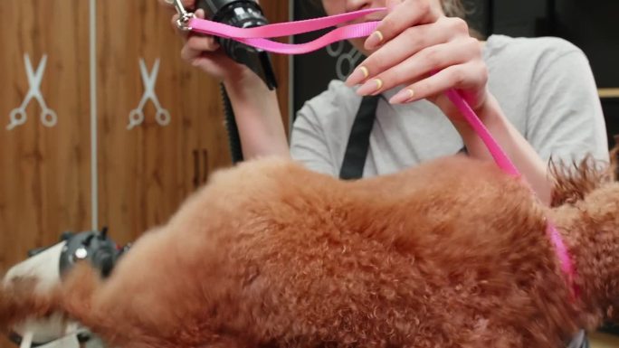 美容师在宠物水疗中心烘干贵宾犬皮毛