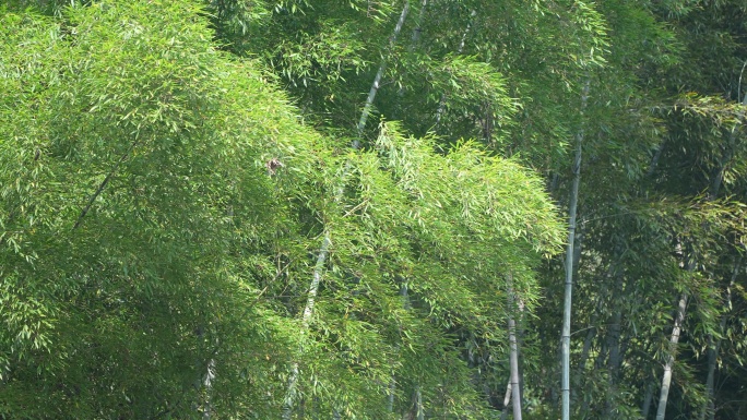 升格湖北宜昌长江三峡人家景区