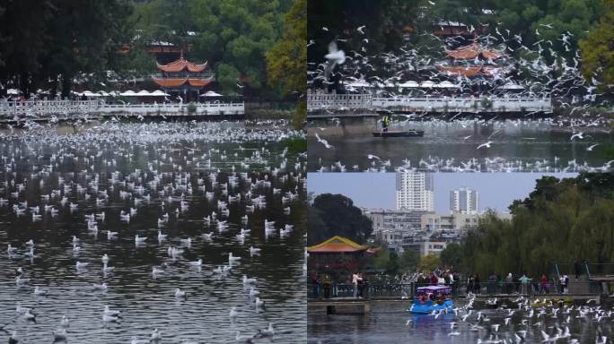 冬季昆明翠湖的海鸥群