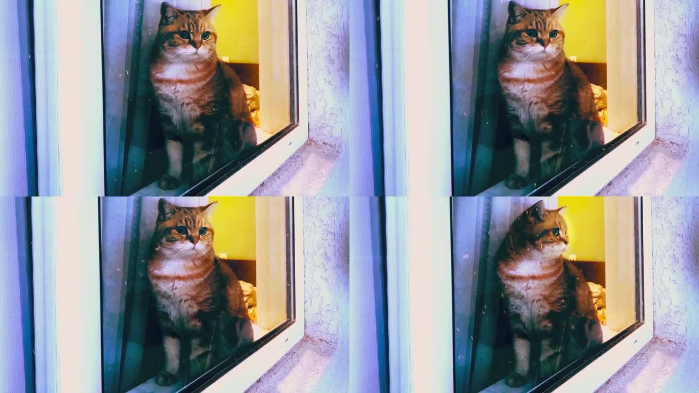 猫在窗台上看雪，猫坐在窗台上，冬天