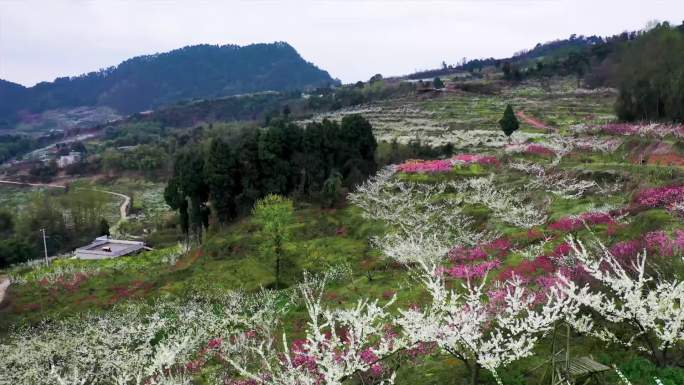 四川眉山丹棱美丽乡村  菜籽花 小火车