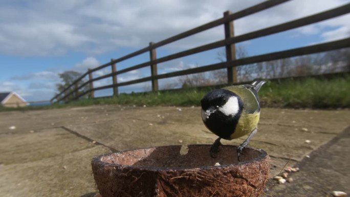 在英国，大山雀正在吃昆虫椰子壳脂肪球