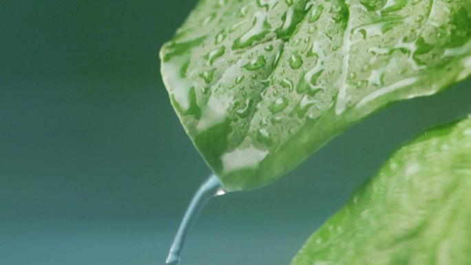 雨中的菠菜鲜嫩欲滴