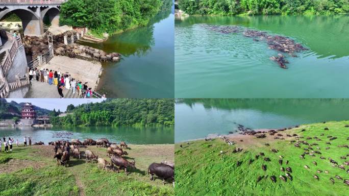 四川，江面，风景，百牛渡江，清晨，牛群