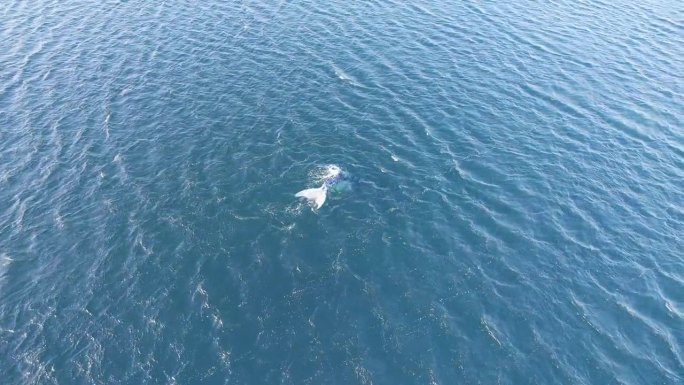 广角无人机拍摄了一只孤独的南露脊鲸在浩瀚的海洋中游泳，潜入海浪中