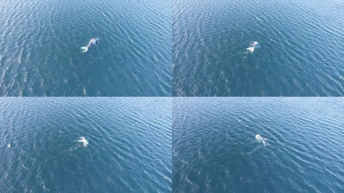 广角无人机拍摄了一只孤独的南露脊鲸在浩瀚的海洋中游泳，潜入海浪中