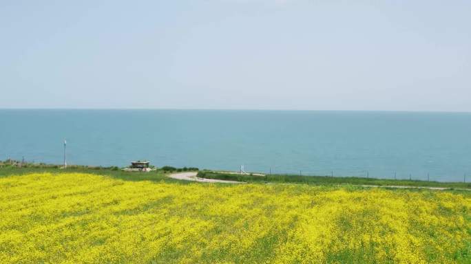 青海湖 油菜花田 青稞田 青海 风光