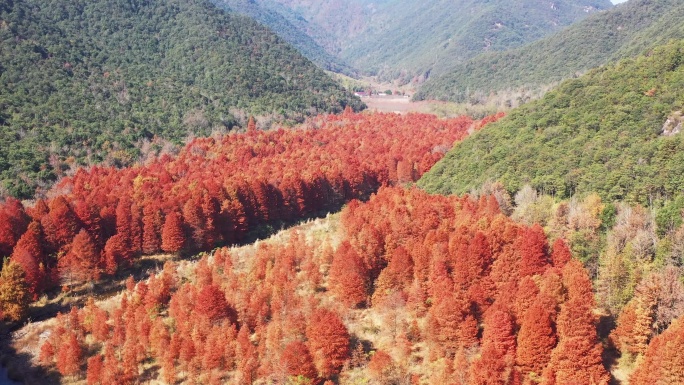 临海市，桐坑红杉林