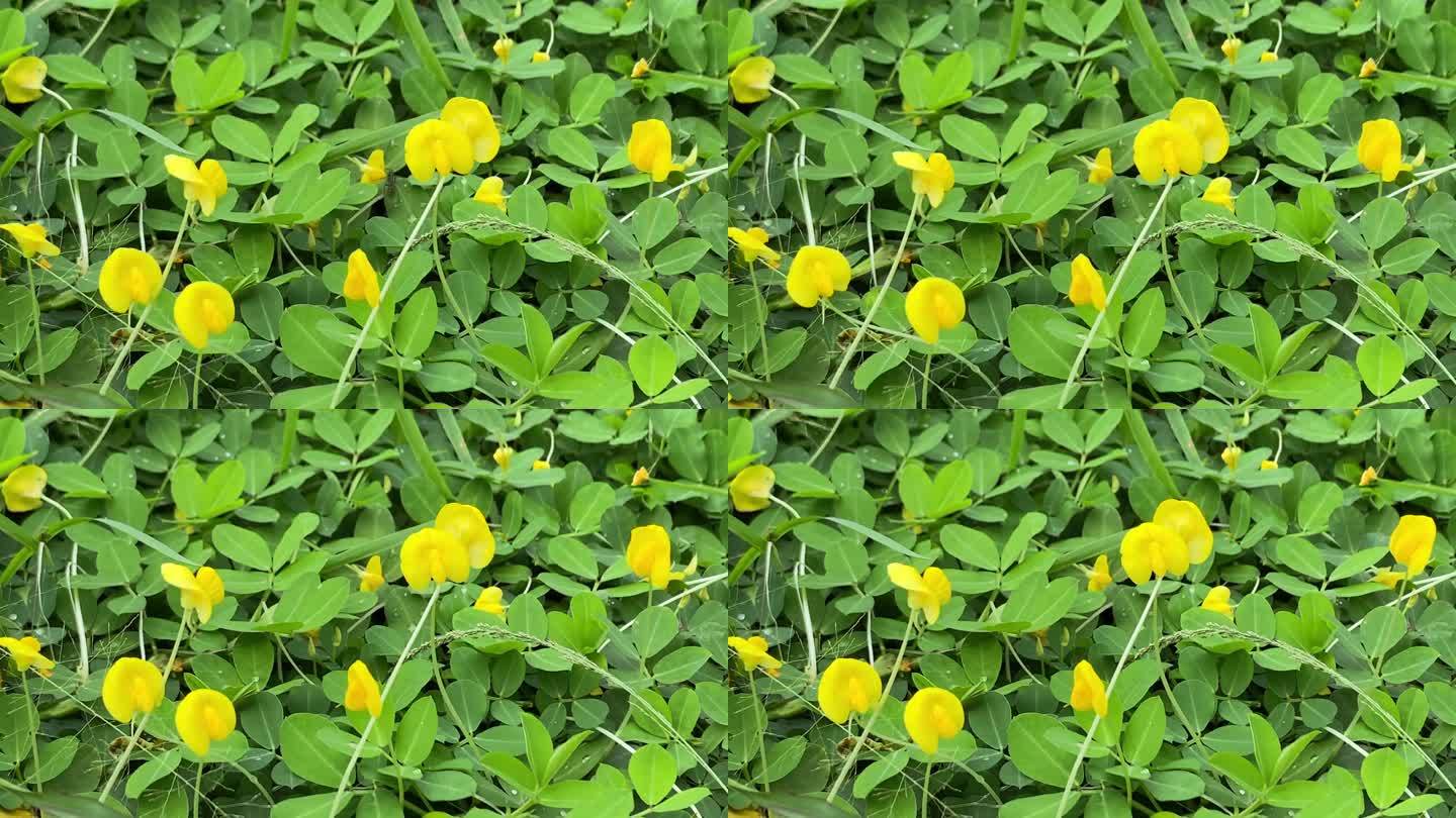 4k视频片段-草地上有许多黄色的灌木花被风吹开。春天和新鲜的绿色季节。