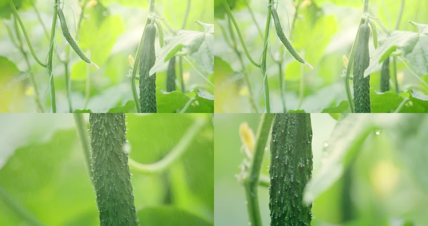 黄瓜 成长 收获 种植黄瓜 升格
