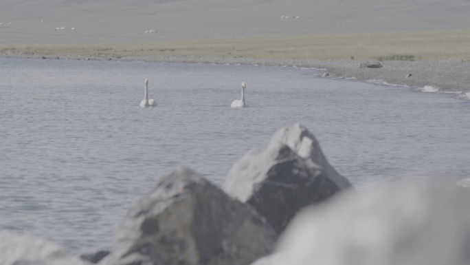 新疆赛里木湖天鹅