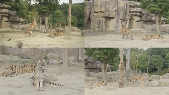 野生动物园的老虎